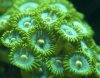 zoanthids2.