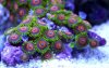 Keiths eagle eye zoanthids.