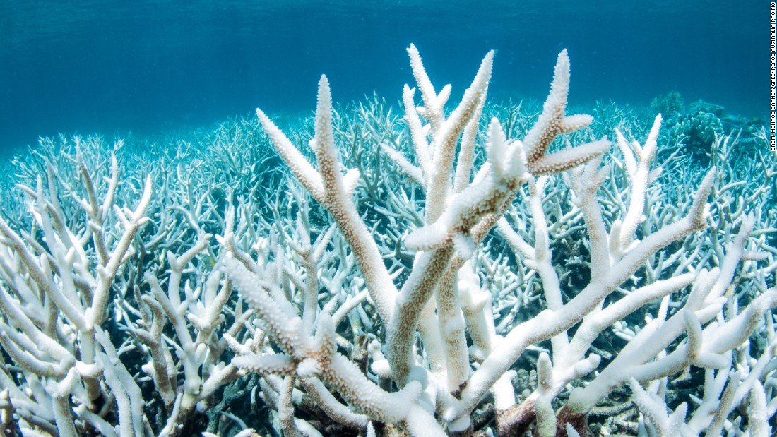 170309160059-coral-bleaching-04-super-tease.