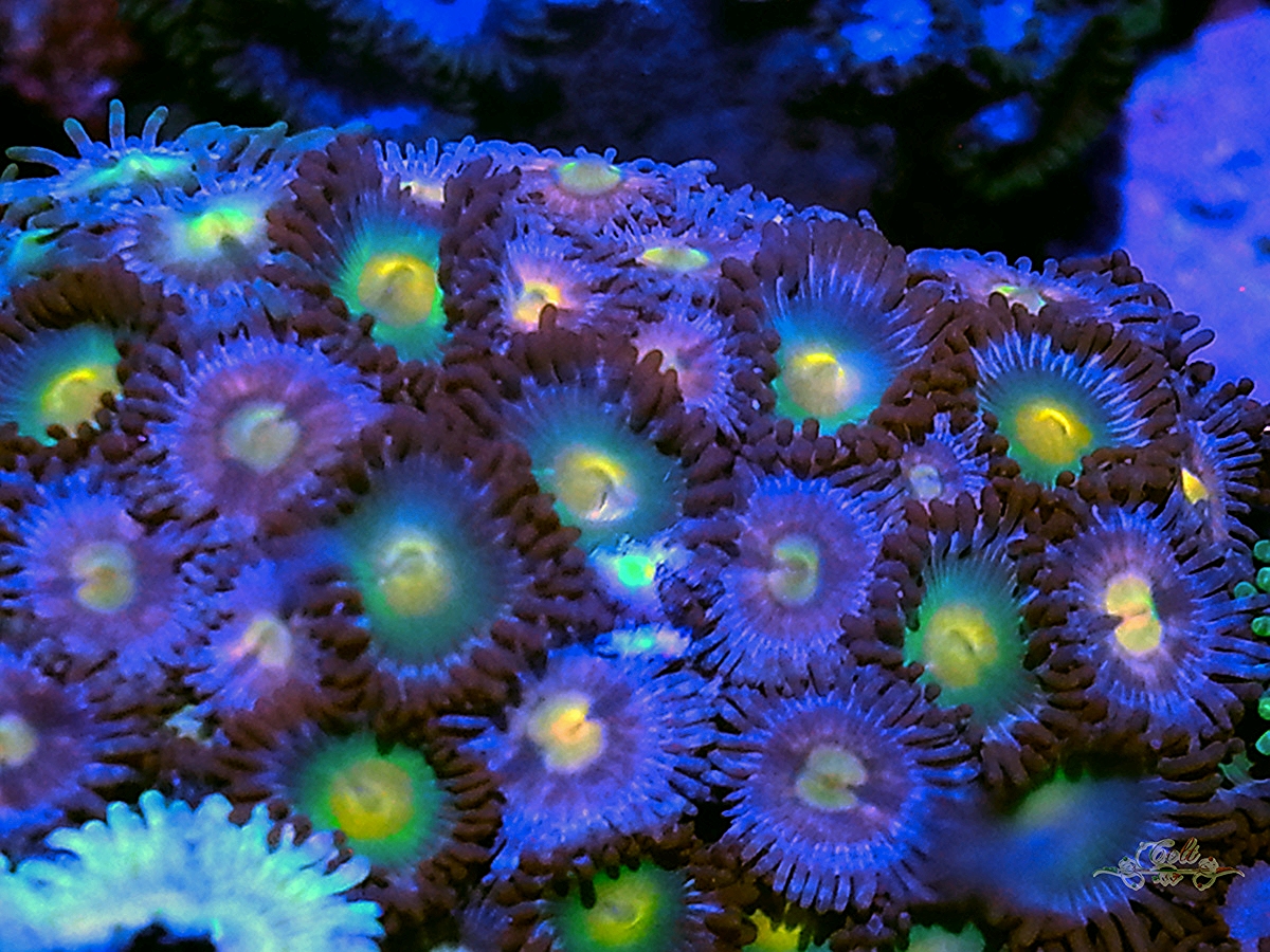 26234742166_e90a62e99a_o.