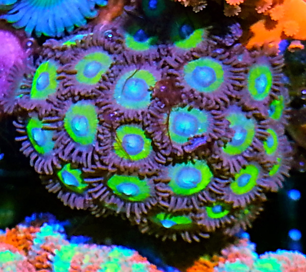 26234742736_1552ab7dbf_o.