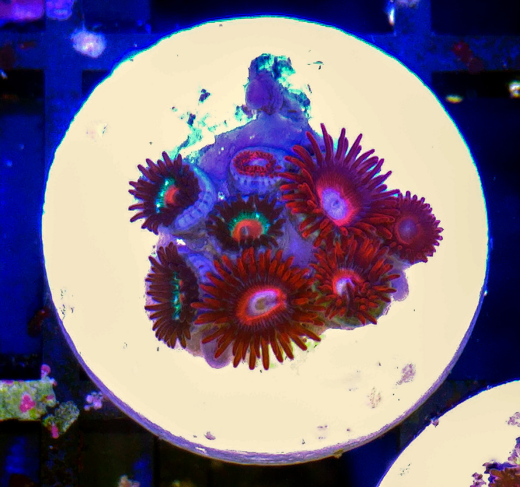 28671624756_e60a266699_b.