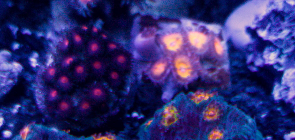 31646970714_80d93c1556_b.