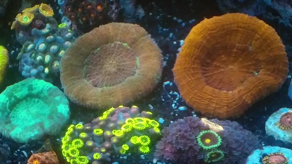 32995667656_32bcfd7d4a_b.