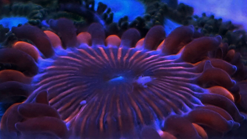 33969446672_3b30132ca8_b.