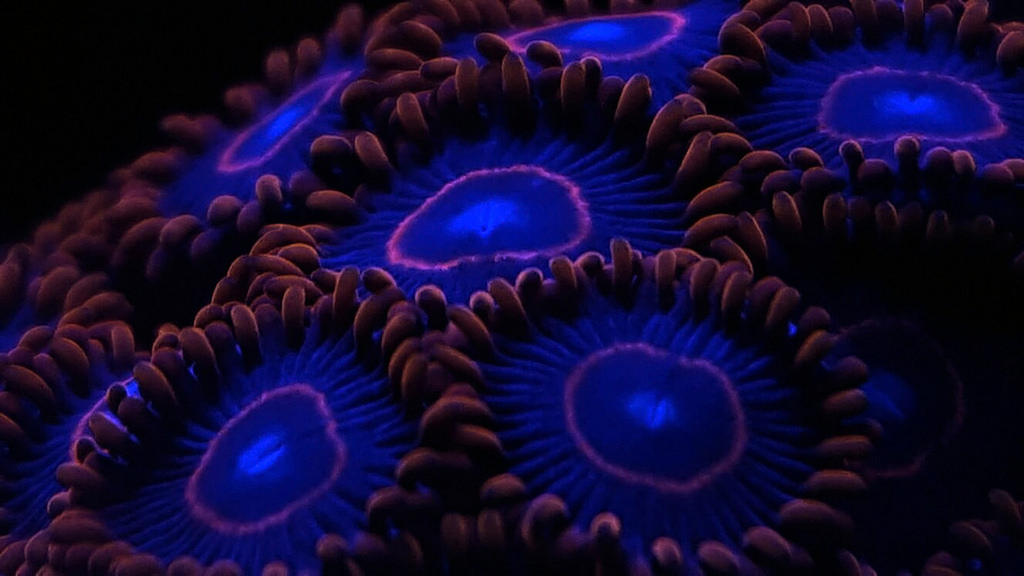 33969447332_8d91b02d74_b.
