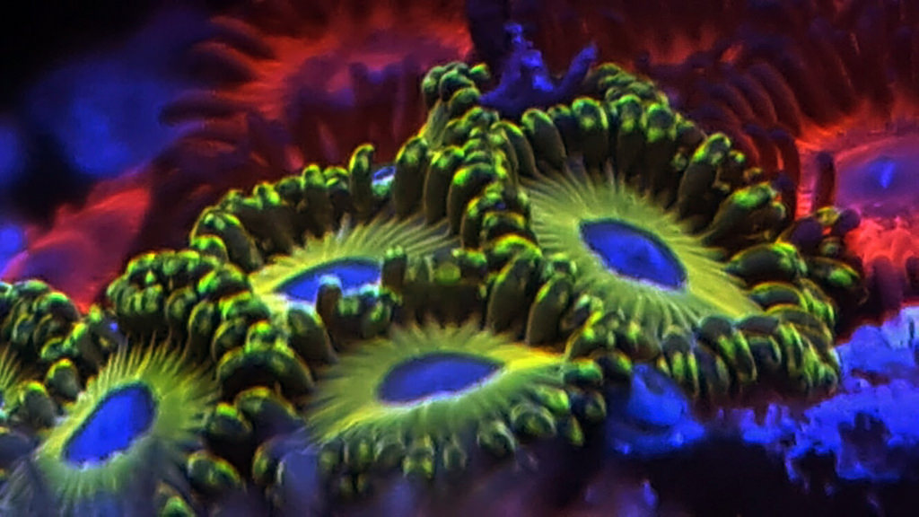 33996582081_f18ca05230_b.