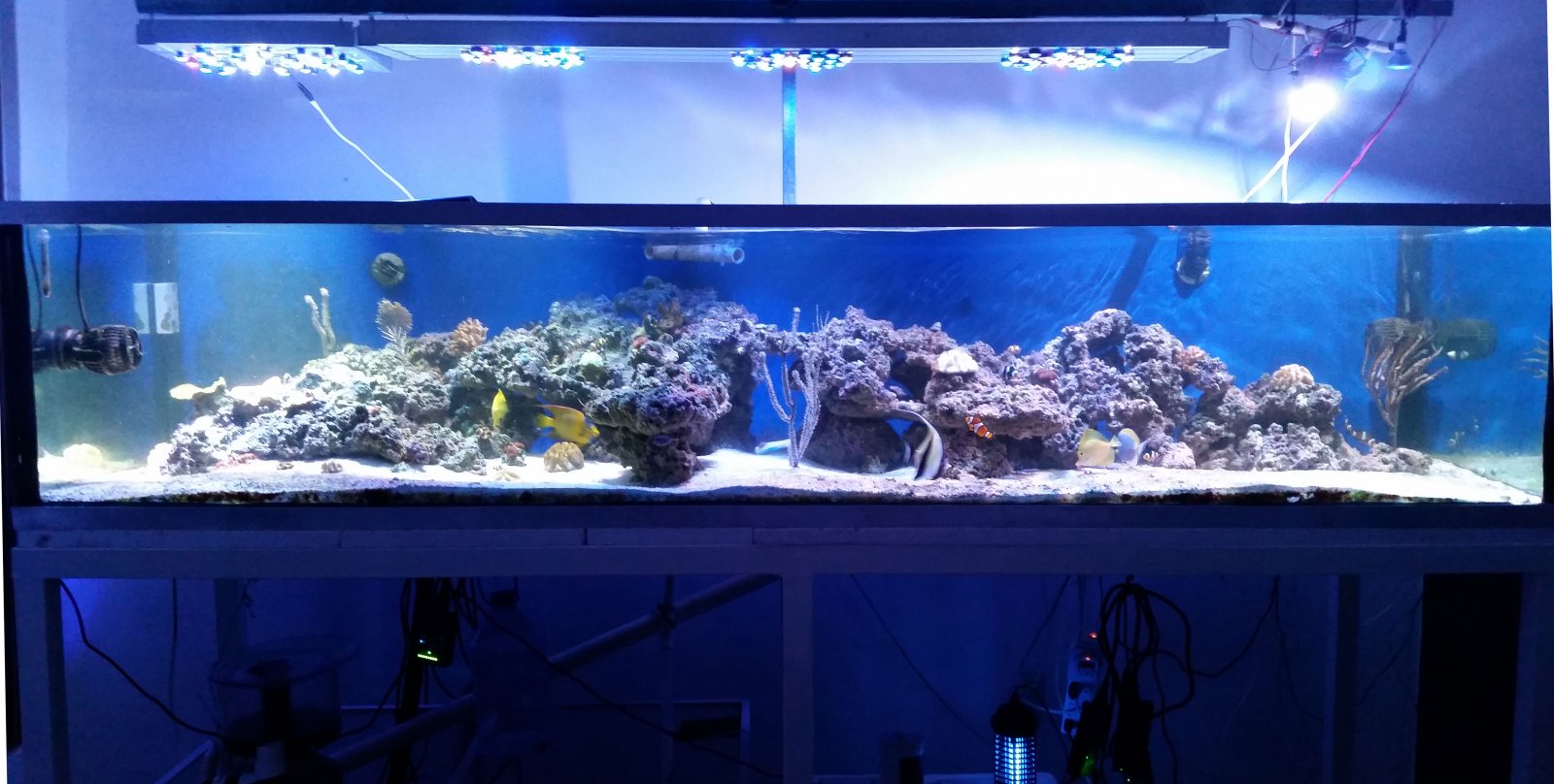 acuario-01-07-2016-web.
