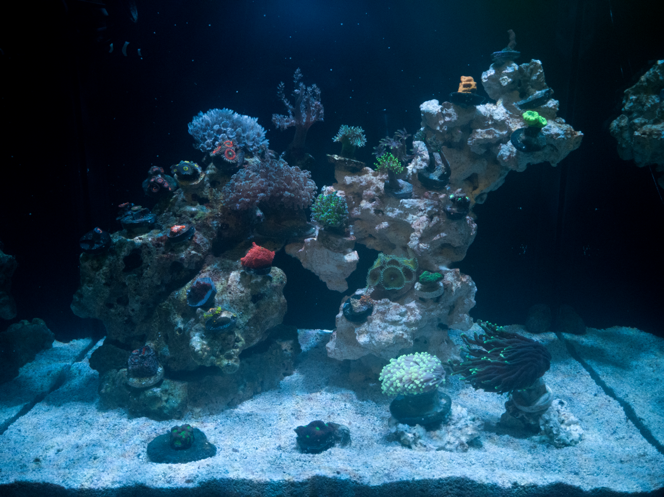 Acuario26092020.