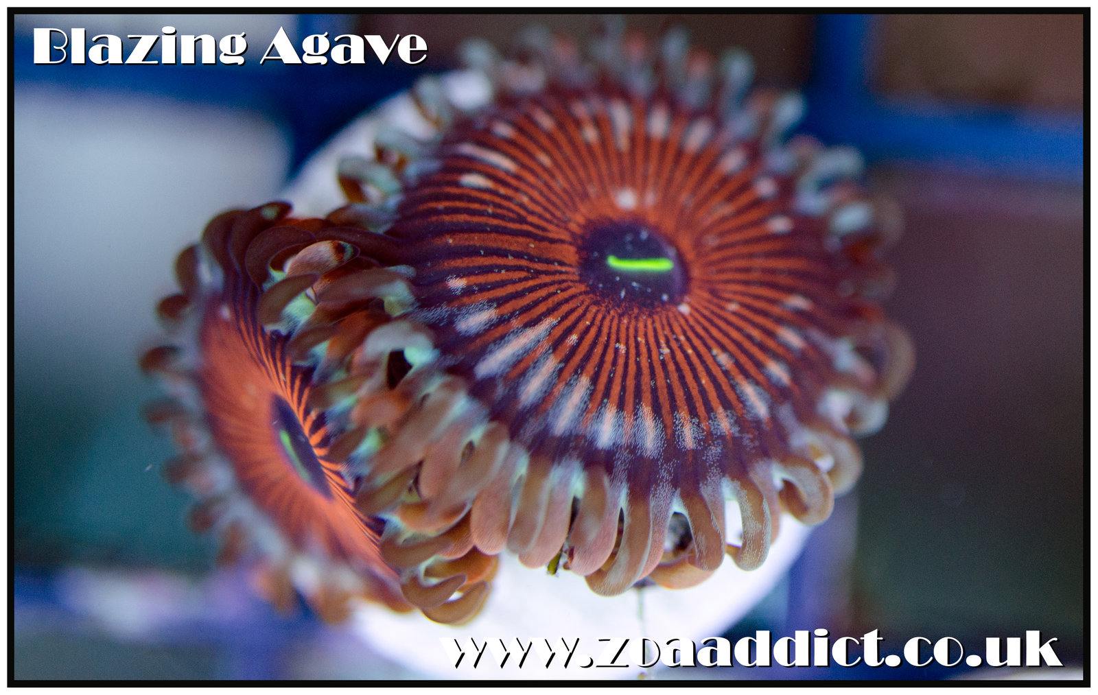 agave.