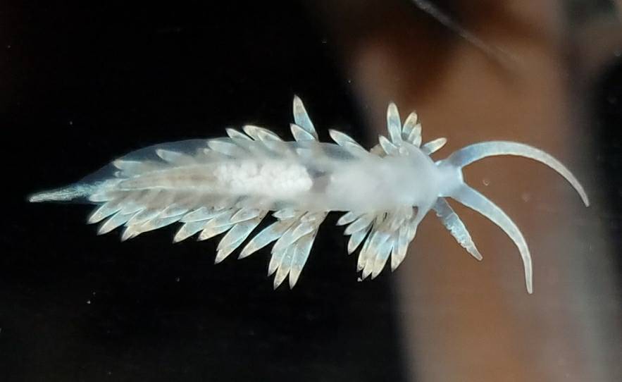 berghia-nudibranch.