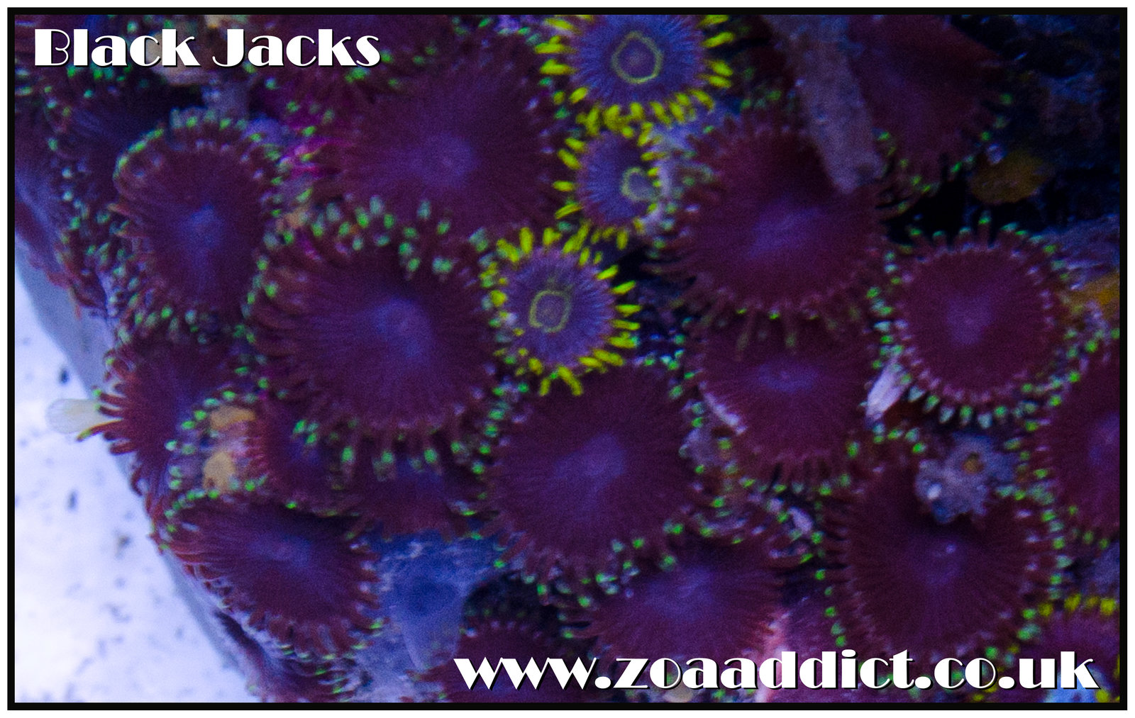 black jacks.