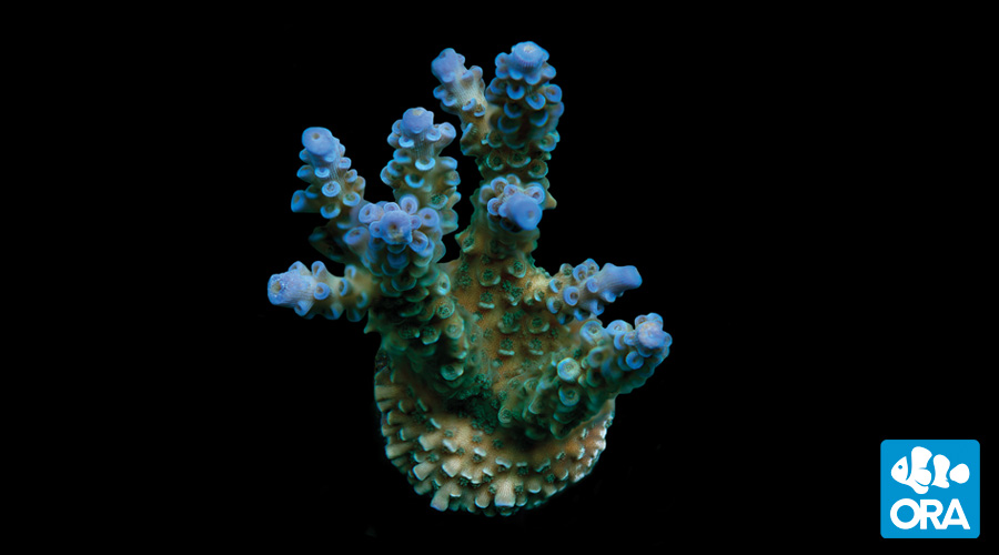 blue-voodoo-2_zpswfb0mk8l.
