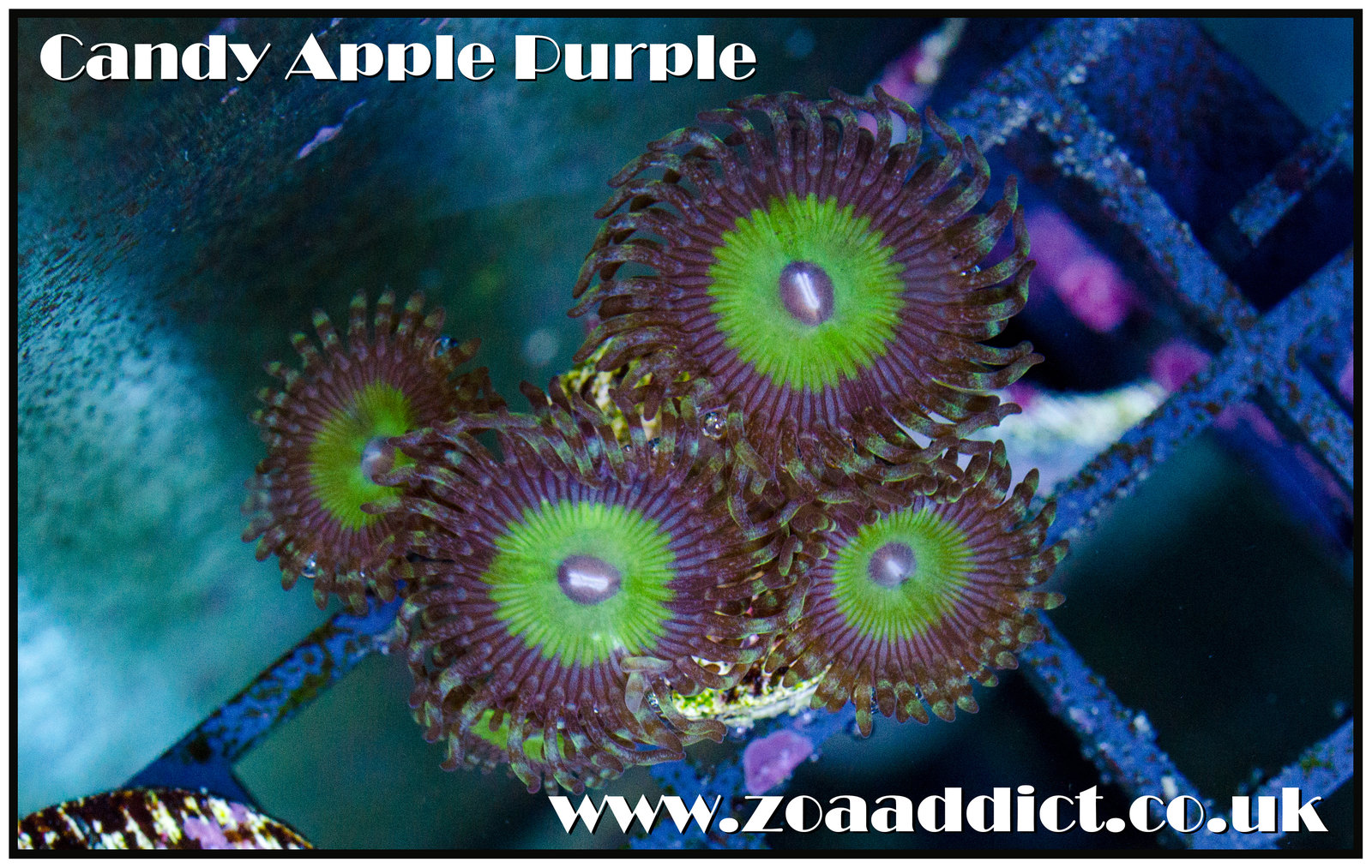 candy apple prple.
