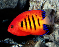 centropyge_loriculus2.