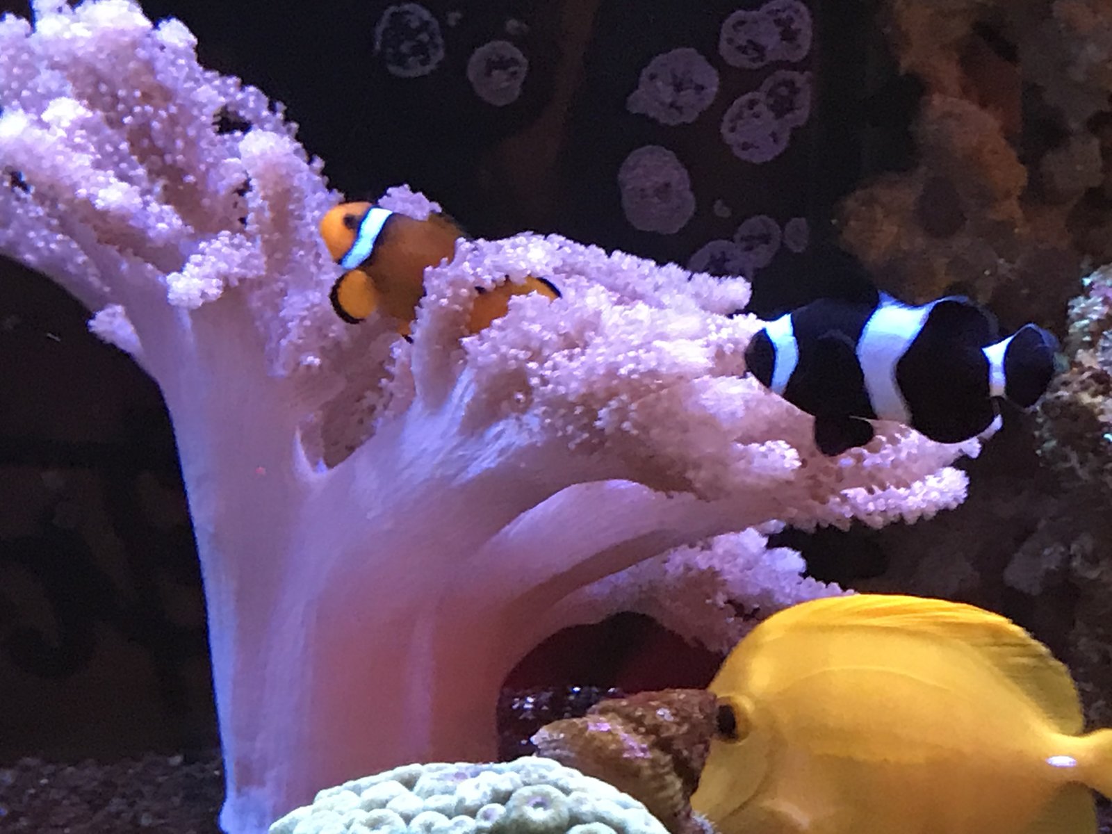 coral5.