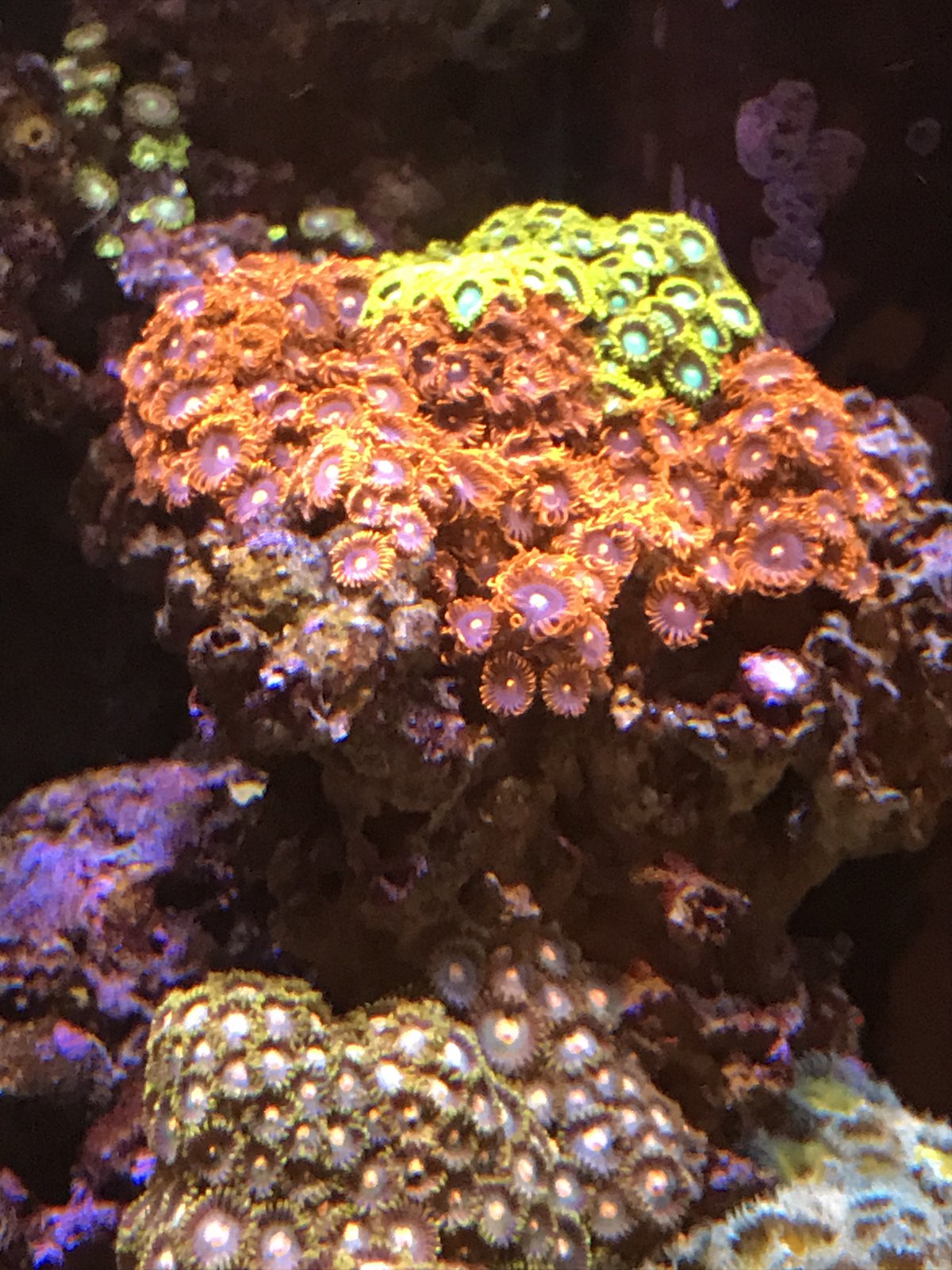 coral8.