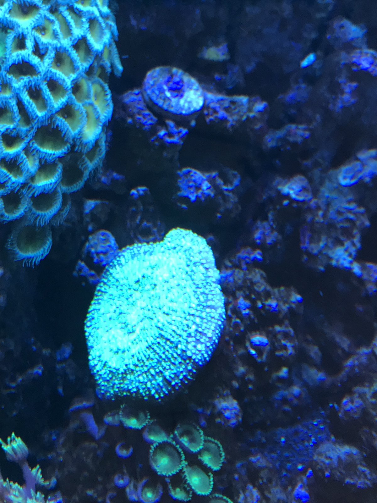 coral9.