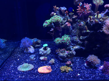 coralitos.