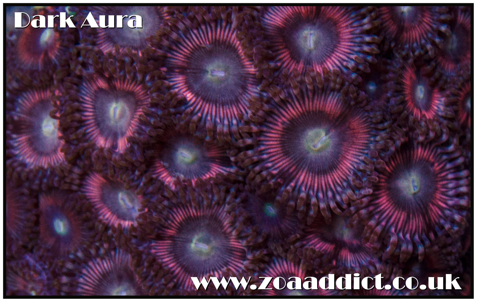 dark aura.