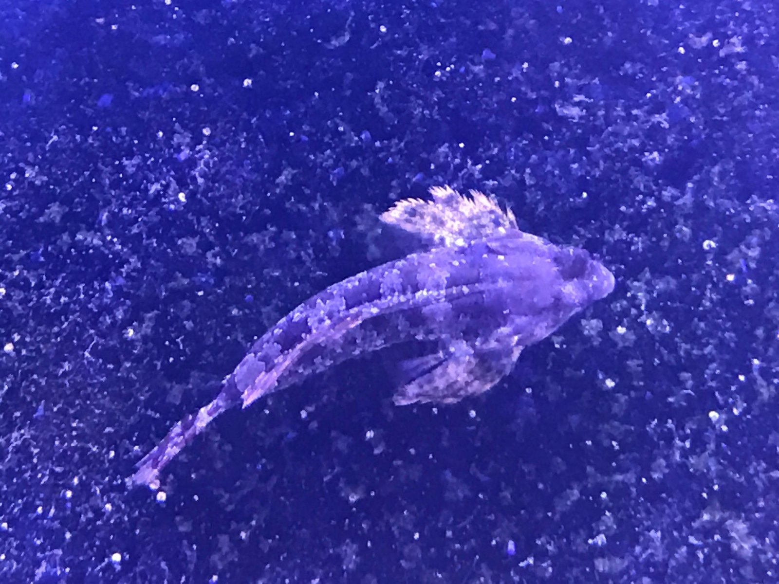 dragonet.JPG