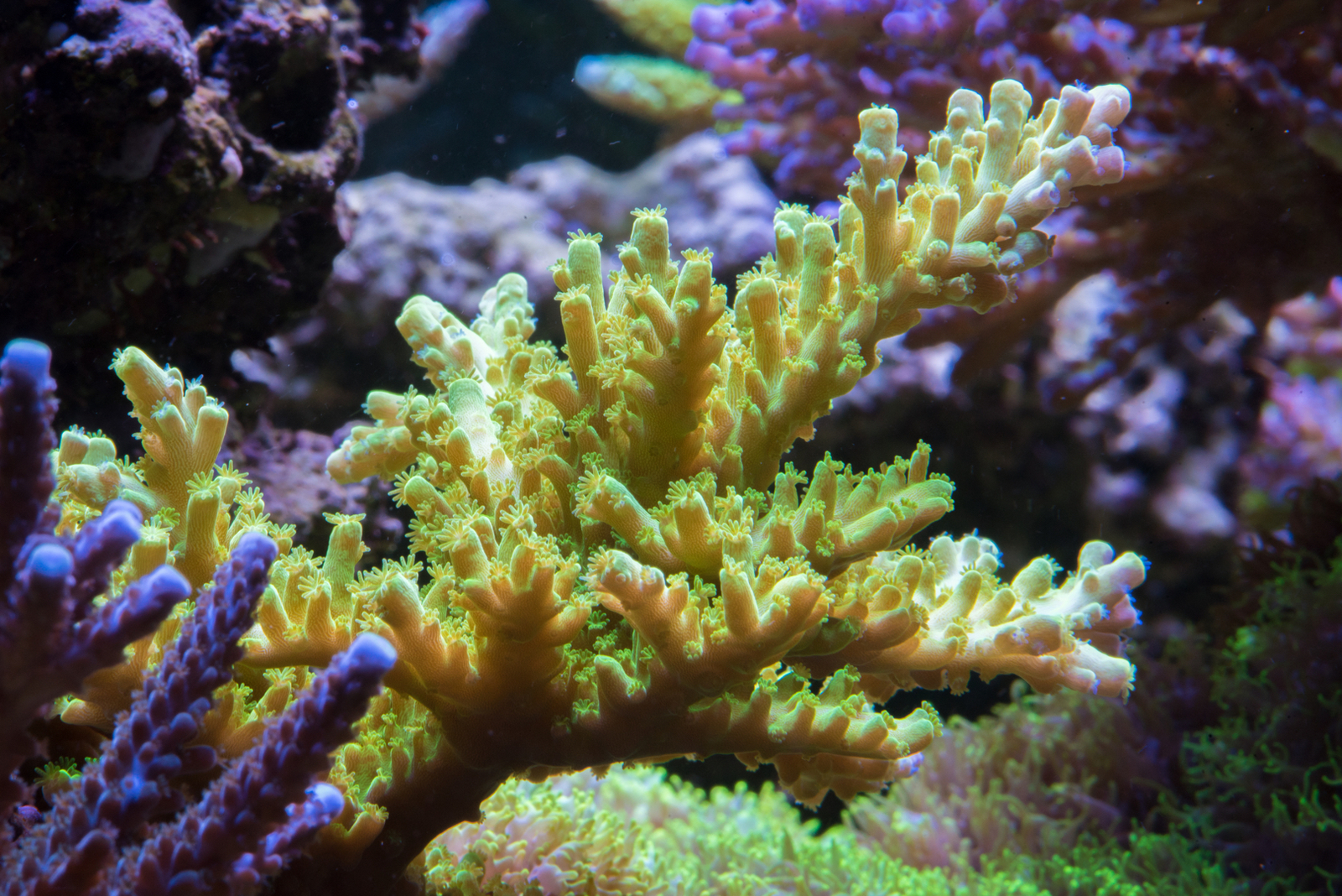 Más de 1000 litros - Cubo 1000l Acorral | Página 16 | Club Acuarios Marinos