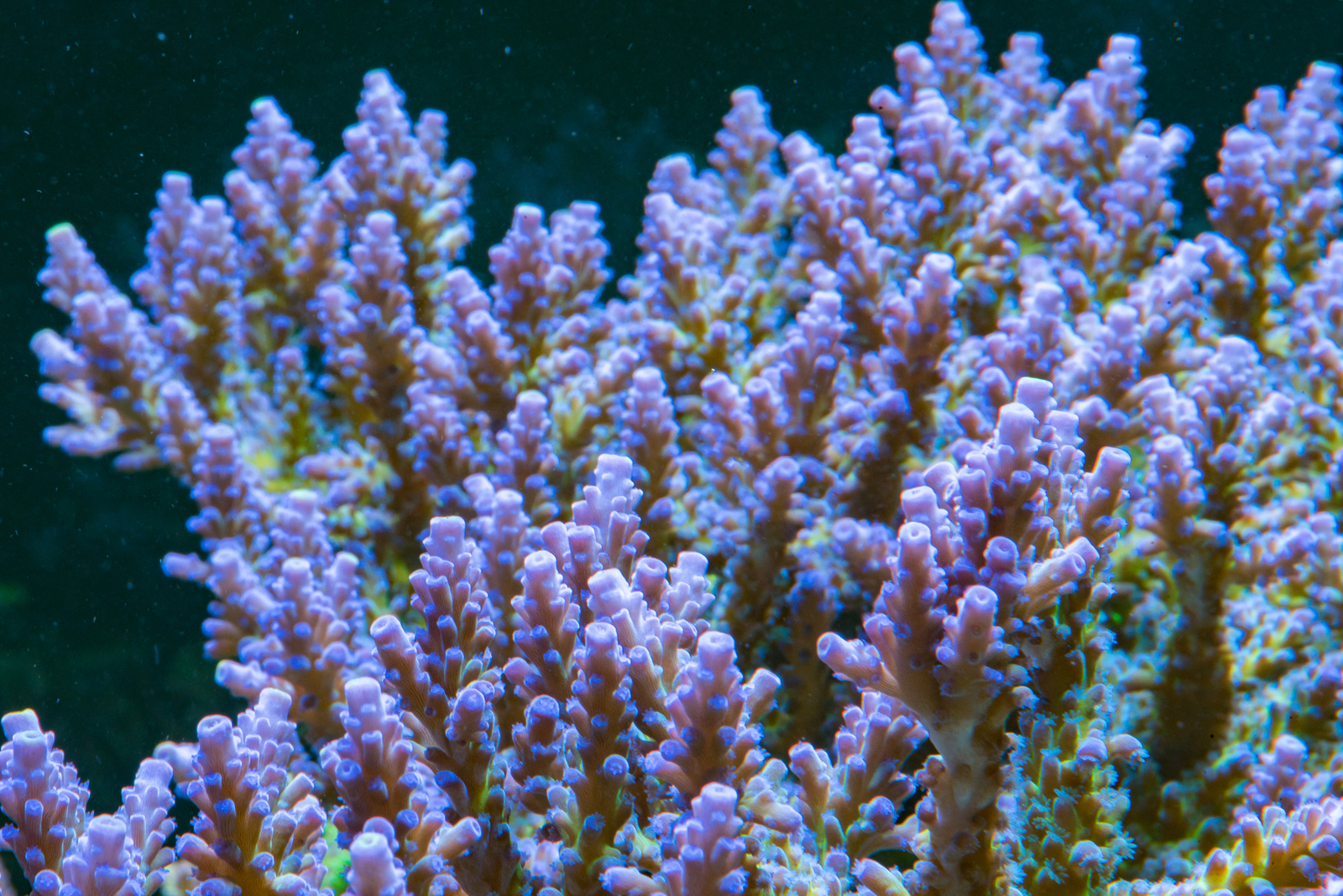 DSC_5771.