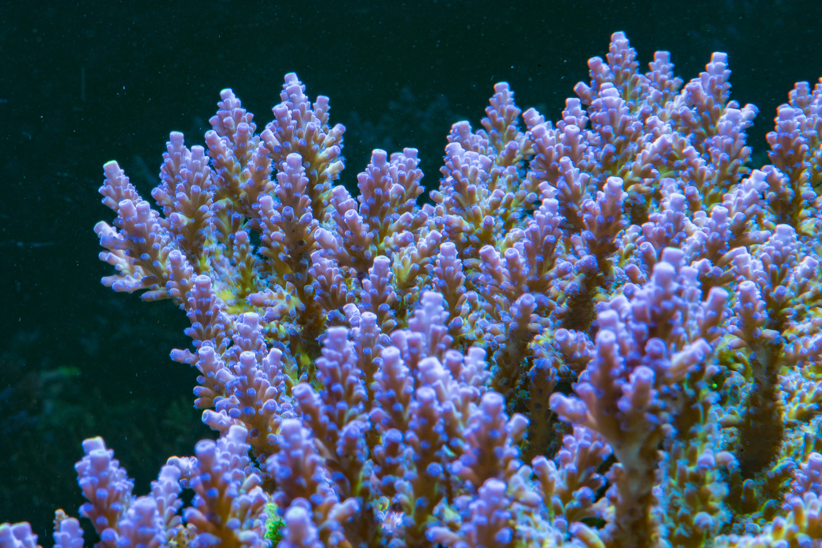 DSC_5777.