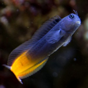 ecsenius-bicolor.
