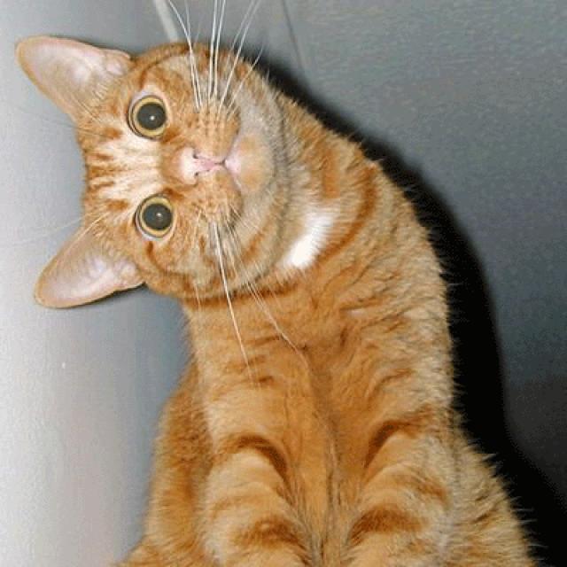 gato_meme.