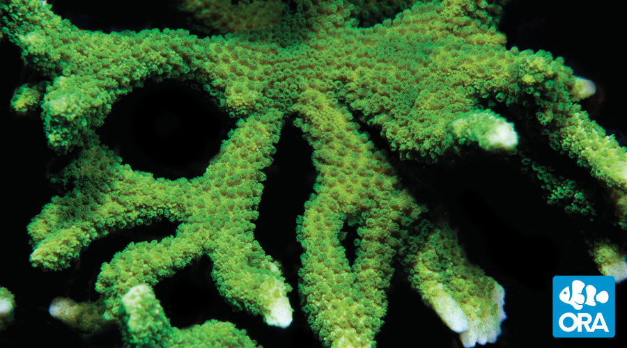 Green-Digitata_zpswwx61trg.