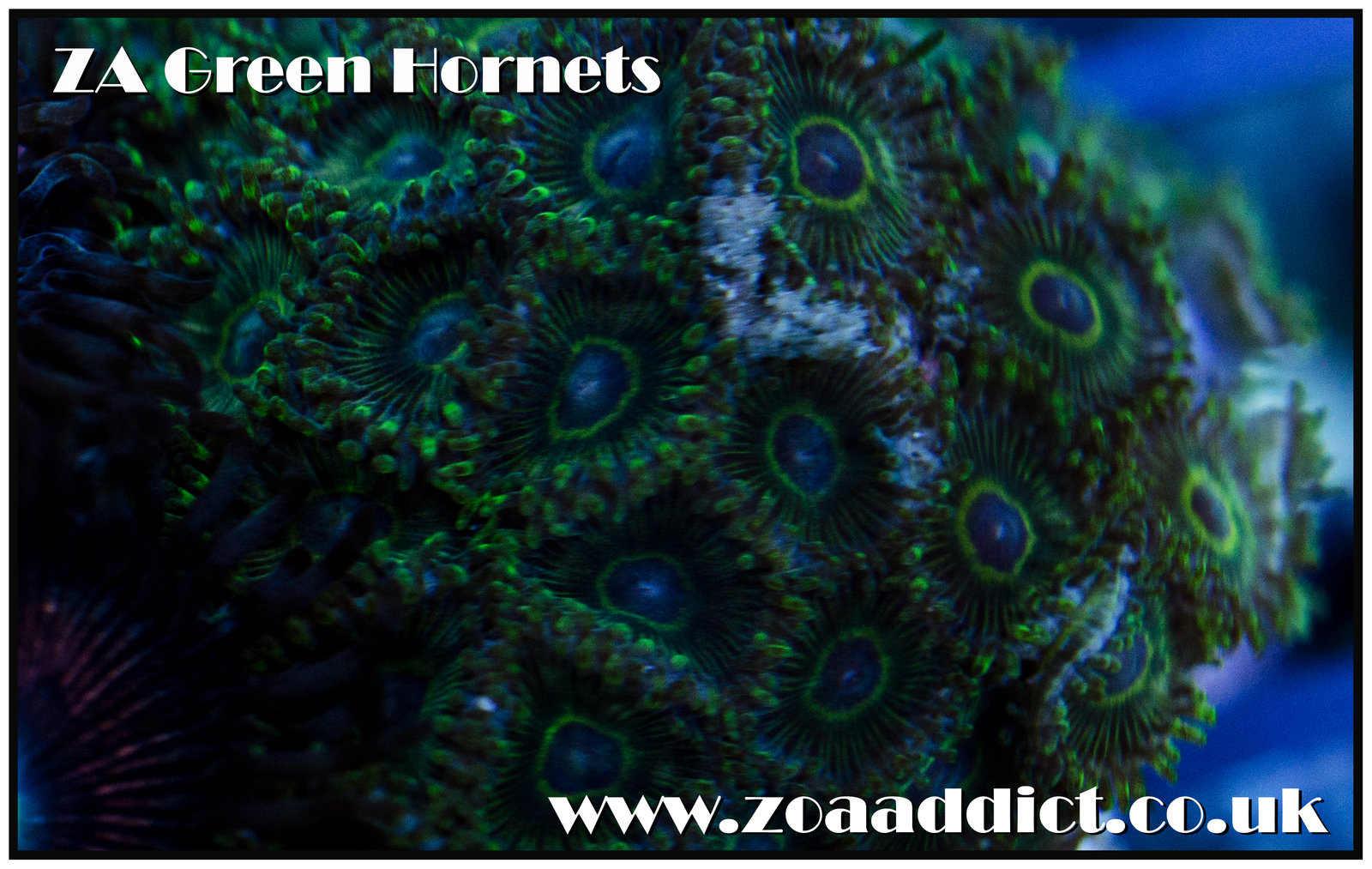 green hornets.