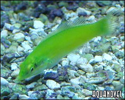 halichoeres_chloropterus3.
