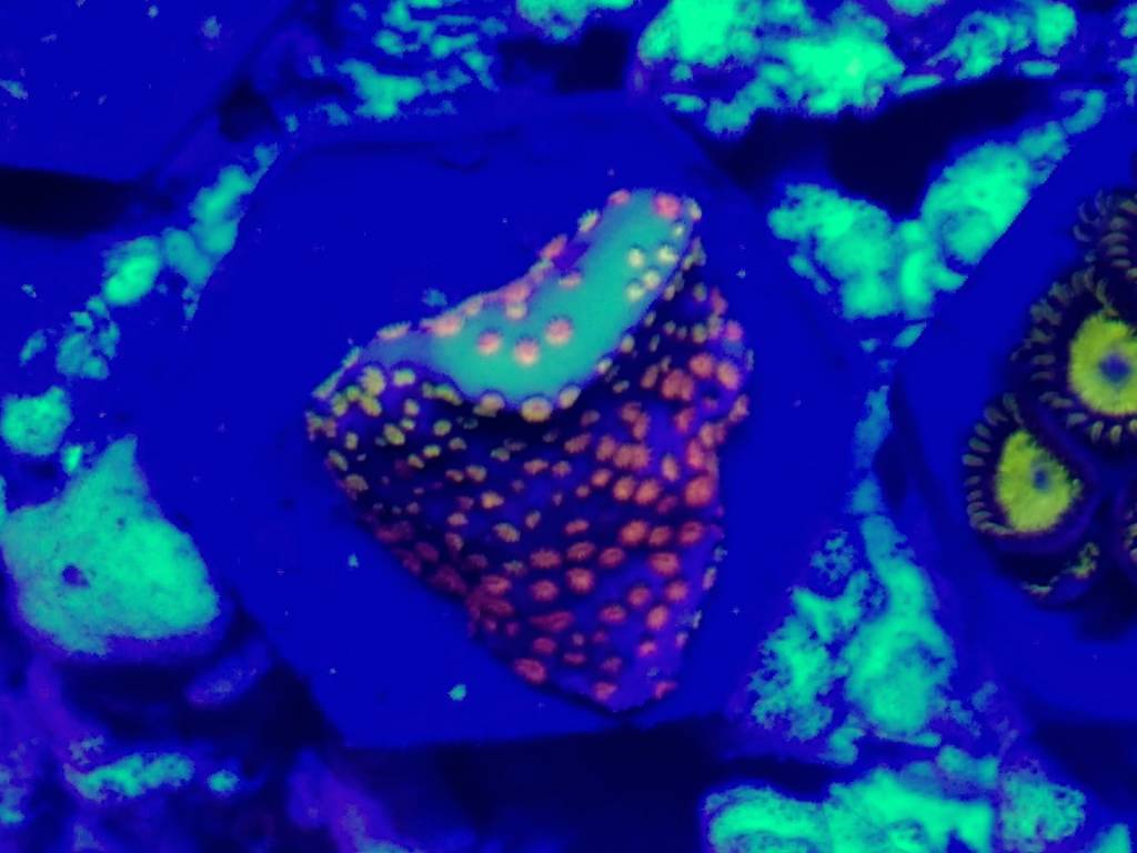 IMG_20180708_183926416~2.