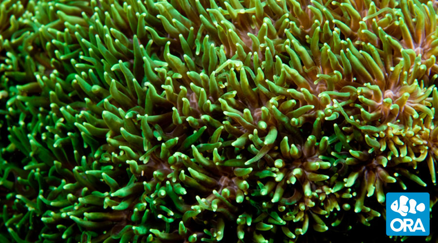 metallicgreengalaxea_zps04ylrmzw.