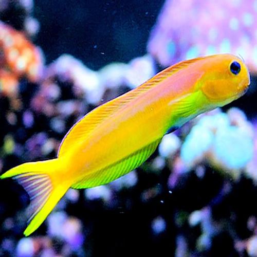 midas-blenny-ecsenius-midas_1024x1024.