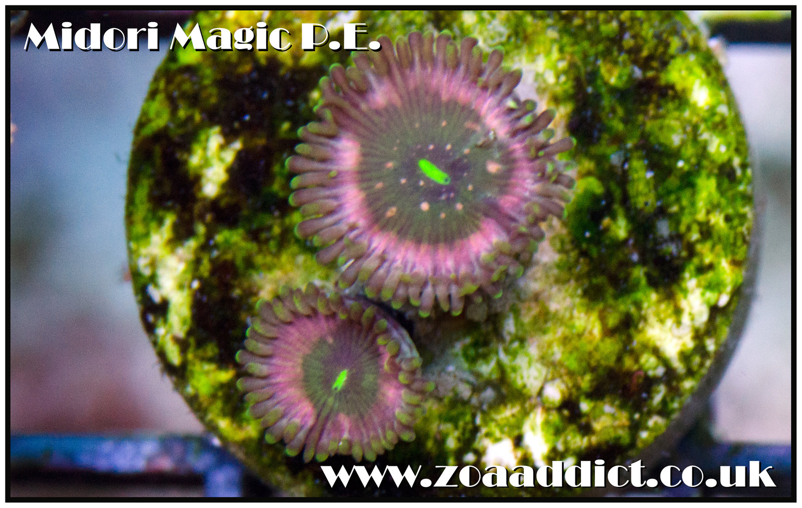 midori magic PE.