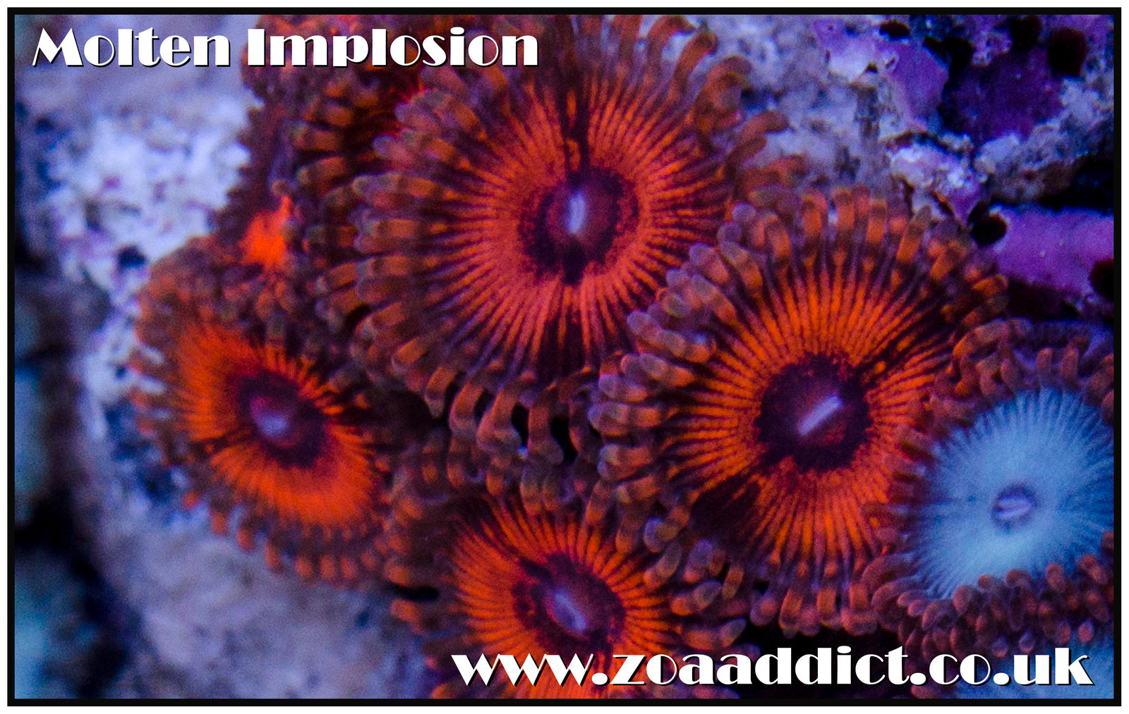 molte implosion.