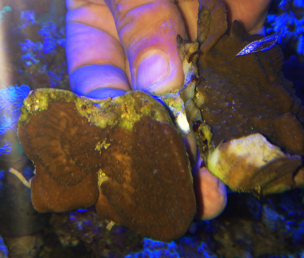 montipora.