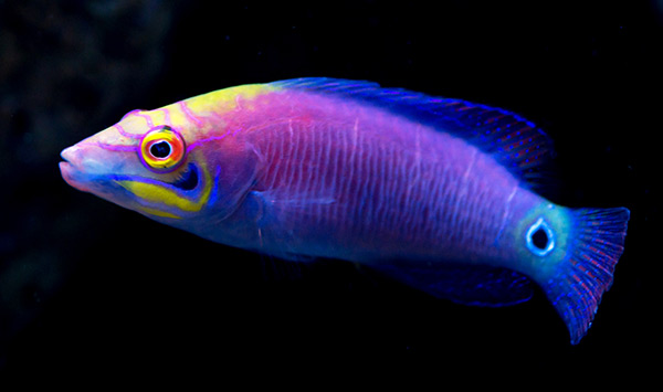 mystery-wrasse3.
