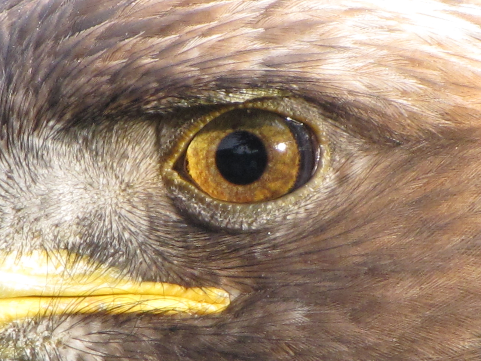 ojo-de-aguila.
