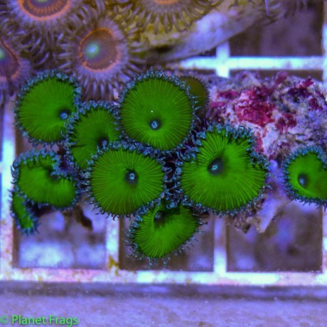ora-red-planet-acropora%204_zpssgk0vpwd.