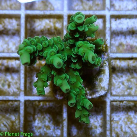 ora-red-planet-acropora_zpscznpjnet.