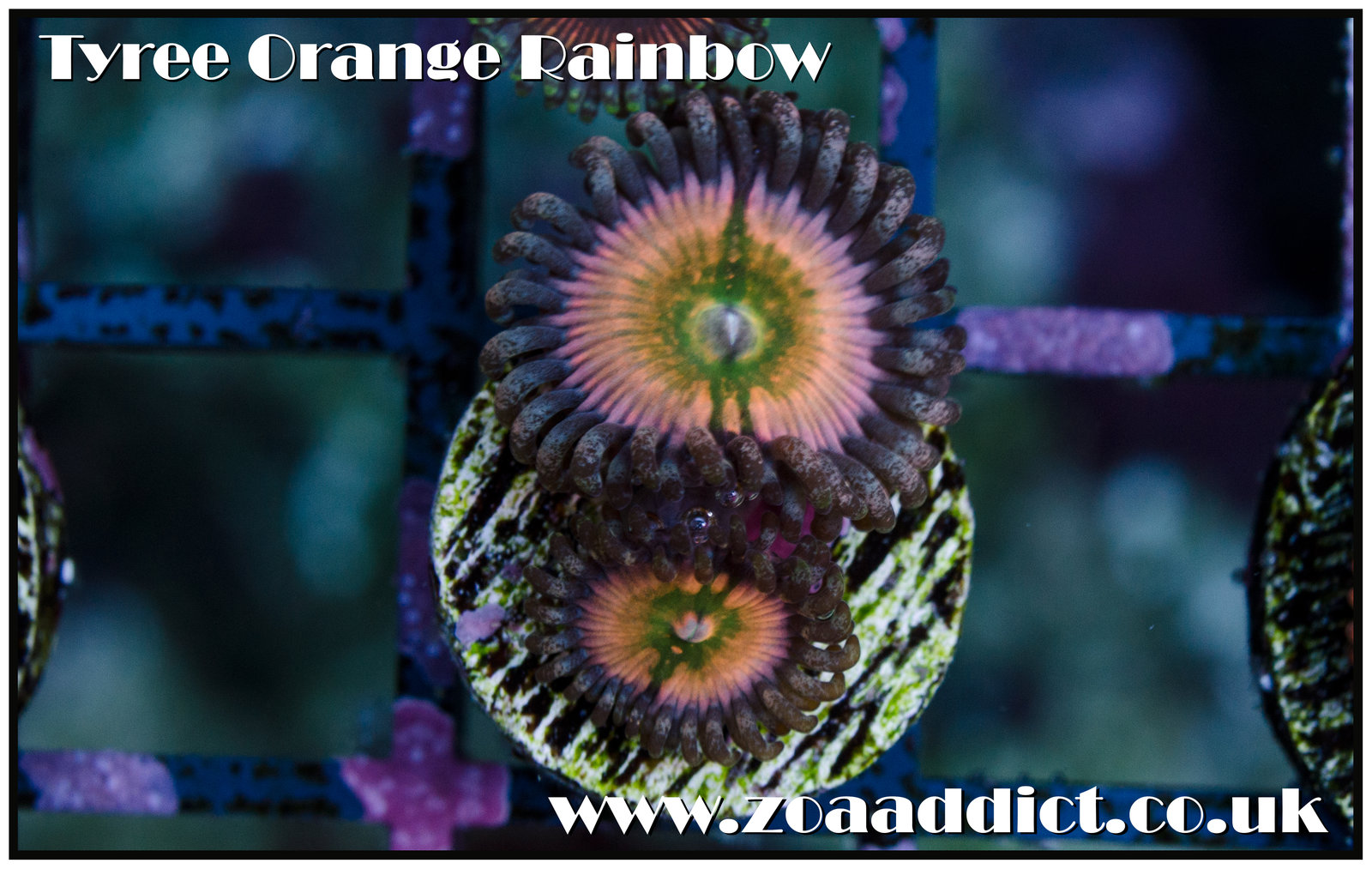 orange rainbow.