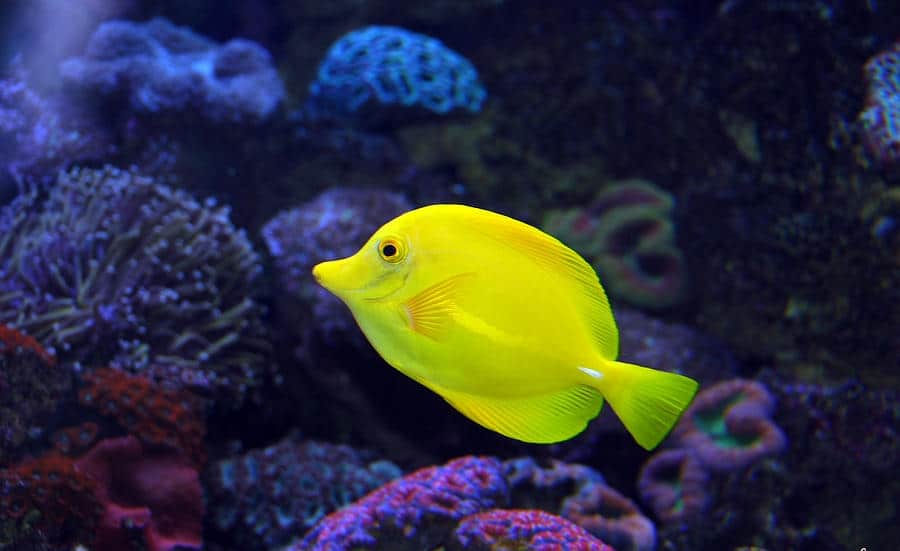 pez-cirujano-amarillo-3.