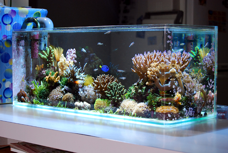 pico-reef-aquarium-marcello.