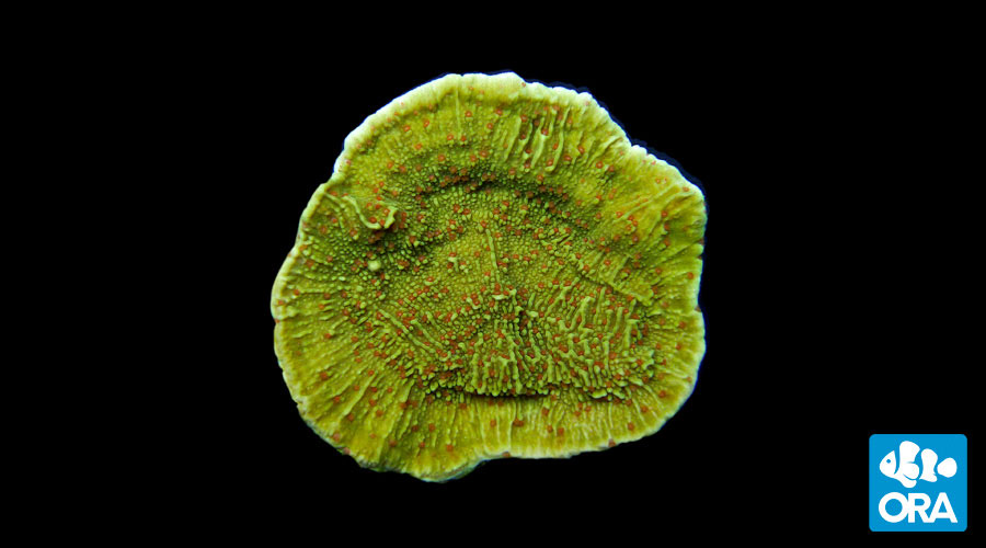 Pink-Polyp-Cap_zpscvzlf7zi.