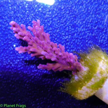 pink-zipper-zoa_zps9lzxzoos.