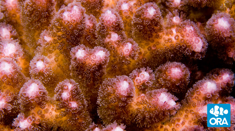 pinkdamicornis_zpsnz2habld.