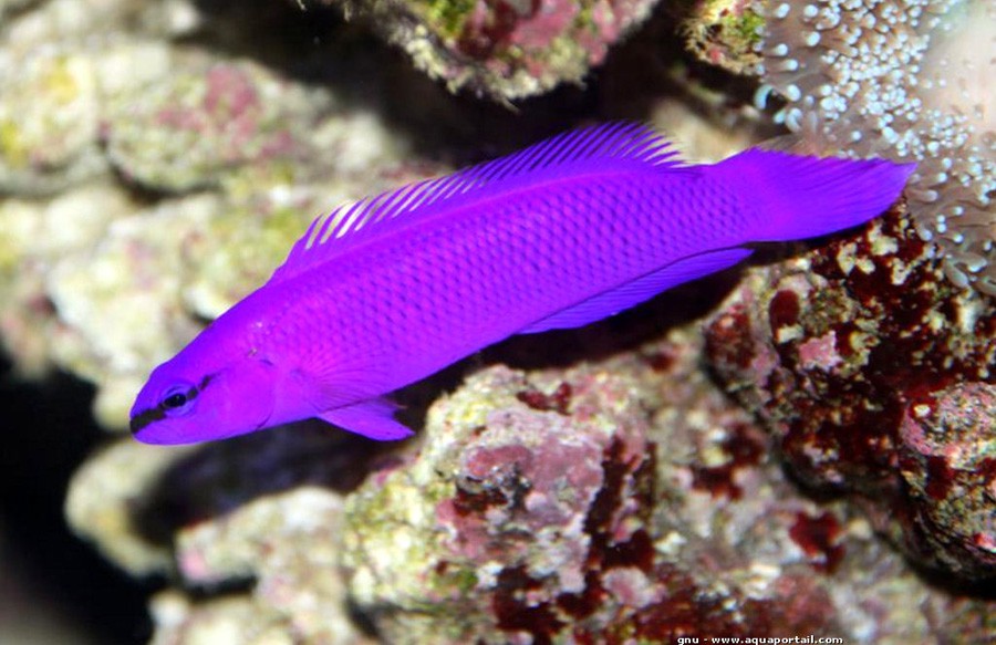 Pseudochromis-Fridmani-01.